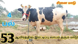 ரொம்ப ரொம்ப கம்மி விலை இரட்டிப்பு லாபத்தில் அழகான HF தலை ஈத்து சினை மாடு விற்பனை