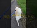 散歩中に可愛いお尻を追いかけてみた 犬好きさんと繋がりたい 白柴犬