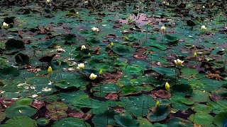 Water Lillies in Pond at Chaya Someshwara Temple 🛕, Nalgonda// #waterlilly #lillies #temple #pond