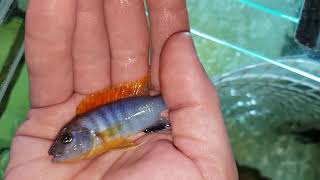 Labidochromis hongi red top- male and female dance and figh.