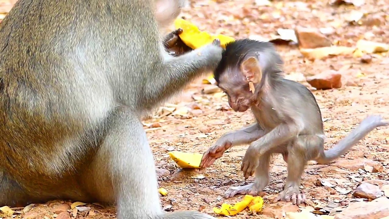 004 Baby Alba Monkey Hungry Youtube