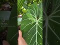 Philodendron Gloriosum