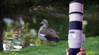 Canon 300mm f4 my new favourite lens