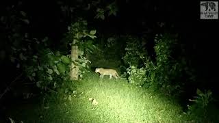 Big Male Leopard at Panna Tiger Reserve buffer