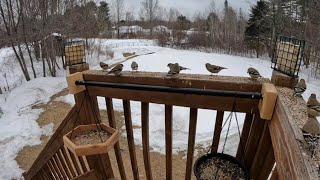 Live winter bird watching