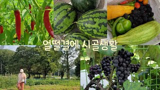 [50대은퇴부부의시골생활]귀농2년차에 친환경농법,적어도 텃밭에서는 기대이상이었어요#달콤한8월의포도#발강보다는 노랑수박#왕복분자#늙은호박 밥#시골동물들