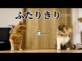 ケンカばかりする猫を2人きりにしてみたら…元野良猫まるとら&ぽこまる