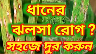 BLAST OF RICE (ধানের ঝলসা ও তার  সহজ প্রতিকার) #blast_of_rice #ঝলসা