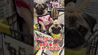 今日のちく🐶わさ🐶#shorts #dog#pug #可愛い #パグ #パグの飼い方 #パグ大好き #犬のいる生活 #犬 #愛犬 #癒し #パグのいる生活 #かわいい #かわいい犬 #可愛い犬