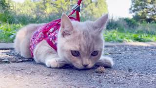 もちさん初めての公園デビュー！ブリティッシュショートヘアの冒険 Mochi's first park debut! Adventures of the British Shorthair