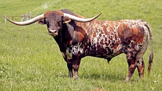 Texas longhorns bulls