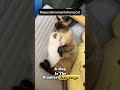 the most adorable hug 😍🥰 funnycats cat catlover specialmoments cats catshorts shortvideo