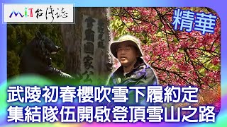 武陵初春櫻吹雪下履約定 集結隊伍開啟登頂雪山之路｜臺中市和平區 麥覺明【@ctvmit828集】