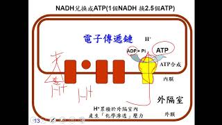 11001選修生物一ch2 2 04有氧呼吸的電子傳遞鏈一恭