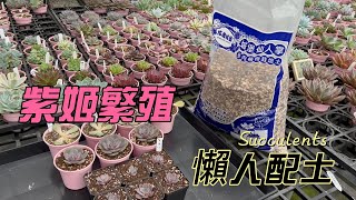 多肉紫姬繁殖與懶人配土 | Succulents | 多肉植物 | 다육이들 |