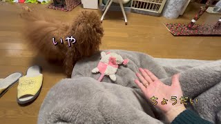 【プードル】に遊ばれる飼い主#タイニープードル #トイプードル #癒し