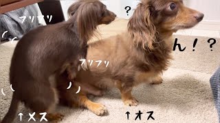 【チワックスとダックスフンド】爆笑！元保護犬メスからいきなりマウンティングされたら先住犬オスはこうなりますwww🐶【保護犬 家族 お迎え】