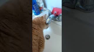Cats and Faucets