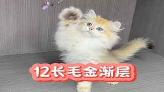 12金渐层长毛找新家了