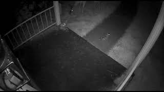 Security Camera Captures Cute Animals in Backyard