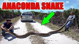 Anaconda Snake - Giant Snake In The World - Biggest Snake #5 - FULL