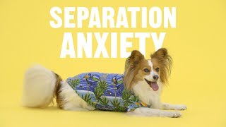 The Back to School Blues: How Can I Help My Pet's Separation Anxiety? | Chewy