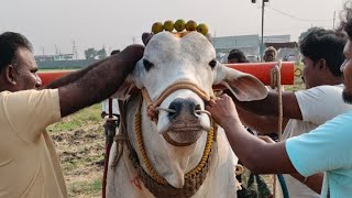 3జత బుడంపాడు 6 పల్లు విభాగము పిడపర్తి శ్రీనివాసరెడ్డి NGOS COLONY గుంటూరు