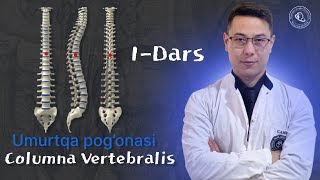 1-dars Umurtqa pog'onasi. Umurtqalar