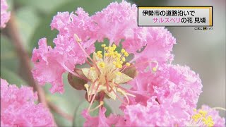 【CBC News】サルスベリの花が見頃　三重・伊勢市