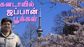 Canada Cherry Blossoms ஜப்பான் பூக்கள் | Canada Tamil Vlog | High Park \u0026 Trinity Bellwood