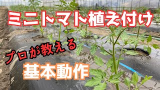 2023年プロが教える「ミニトマト定植の方法」初心者向けにお伝えします！