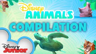Learn About Animals!🐯 | Season 1 Compilation | Disney Animals | @disneyjr
