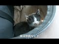 【保護猫2日目】保護した子猫を病院へ連れて行ってきました〈鳴きまくり騒ぎまくり〉