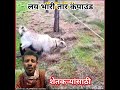 कोणत्याच प्राण्याला धोका नाही viralshot shotvideo miniblog youtubevideo