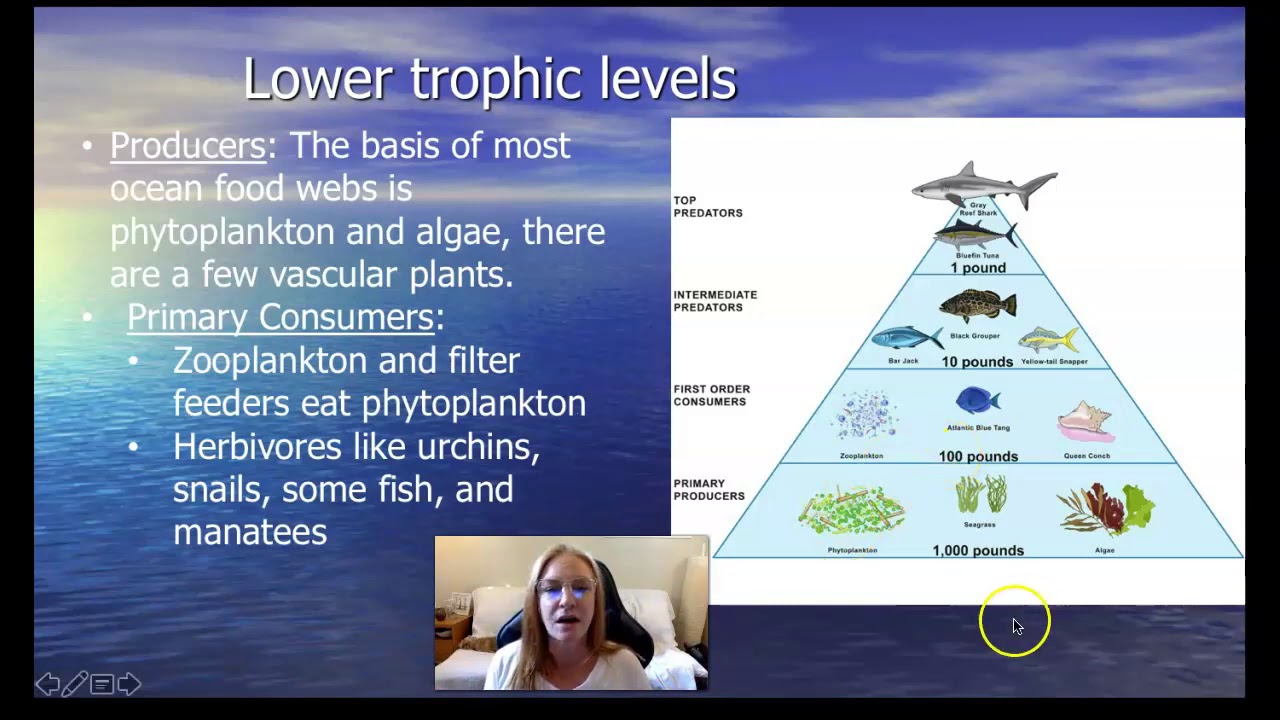 Marine Food Web Trophic Levels