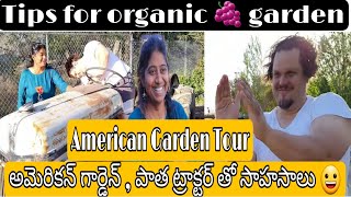 అమెరికన్ హోం గార్డెన్ చూడండి |American Garden Tour | Organic Grapes | Telugu vlogs from usa | #swara