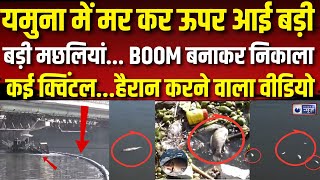 Yamuna Cleaning Update: यमुना में मर कर ऊपर आई बड़ी बड़ी मछलियां, BOOM बनाकर निकाला कई क्विंटल...