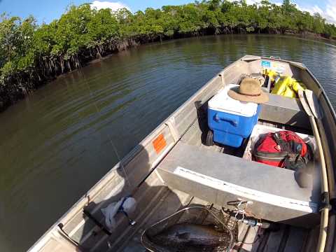 60cm Barramundi on Dugong Lure in Hinchinbrook Channel, North Queensland 60cm Barramundi on Dugong Lure in Hinchinbrook Channel, North Queensland