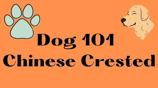 Chinese Crested Dog 101