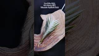 空氣鳳梨 Tillandsia Capillaris 73.21 卡畢拉瑞斯 Air Plants in Taiwan, 台灣