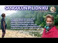 SANGULUN PILION KU LAGU MURUT TERBARU 2024