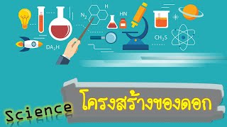 โครงสร้างของดอก   วิชาวิทยาศาสตร์ ป.4