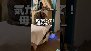 怒られてるのはどっちなの？#cats #short#球太