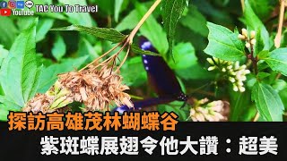 冬季必賞！高雄茂林紫蝶幽谷「滿滿紫斑蝶」　展翅飛舞他驚豔：超美的－民視新聞