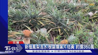 新植鳳梨泡水!根腐爛葉片枯黃 約損360萬｜TVBS新聞 @TVBSNEWS01