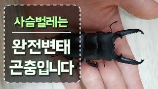 사슴벌레는 완전변태 곤충 입니다. 애벌레 번데기 용화장면 포착!