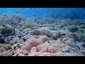 the corals of raja ampat