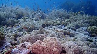 The Corals of Raja Ampat