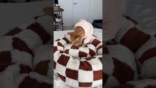 My cats visited the Purrfect Spaw! #shortvideo #catshorts #shortsviral #spaday