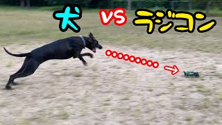 グレートデンとラジコン 優しい巨人 クィーンちゃん 夕暮れ時のお散歩 大型犬 超大型犬 田舎暮らし 犬好き 可愛い犬 大きい犬